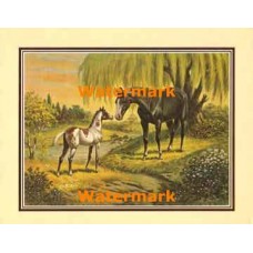 Black Mare & Foal  - XKFL8315  -  PRINT