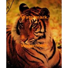 Bold Tiger  - XKLLAM8504  -  PHOTO PRINT