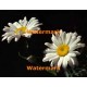 Twin Daisies  - #XKLLAM8511  -  PRINT