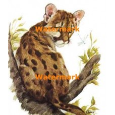 Cougar and Dragonfly  - XKL8885  -  PRINT