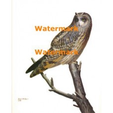 Owl  - #XBAN906  -  PRINT