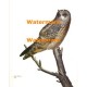 Owl  - #XBAN906  -  PRINT