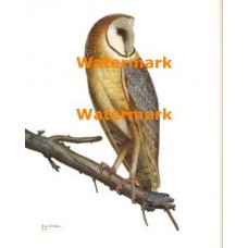 Owl  - #XBAN907  -  PRINT