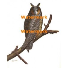 Owl  - #XBAN909  -  PRINT