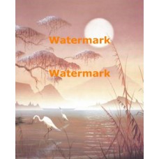 Flamingo II  - XAR00636  -  PRINT
