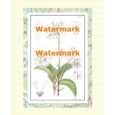 Botanical  - XAR2109  -  PRINT