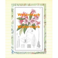 Botanical  - XAR2111  -  PRINT