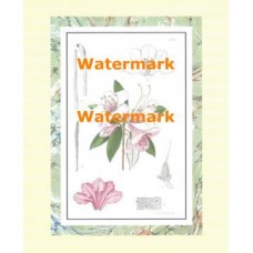 Botanical  - XAR2113  -  PRINT