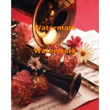 Carnation Melody  - XAR3394  -  PRINT
