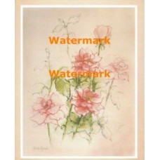 Pink Roses  - XAR382  -  PRINT