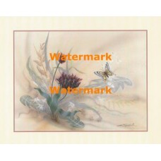 Butterfly  - XAR595  -  PRINT