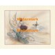 Butterfly  - XAR595  -  PRINT
