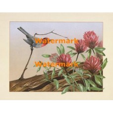 Bird on Branch  - XBBBI-1050  -  PRINT