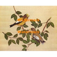 Birds  - XBBI-234  -  PRINT