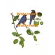 Birds on Branch  - XBBI-504  -  PRINT