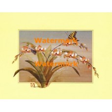 Butterflies on Branch  - XBCH192  -  PRINT