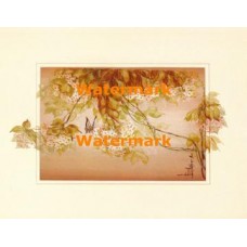 Butterfly and Flowers  - XBCH319  -  PRINT