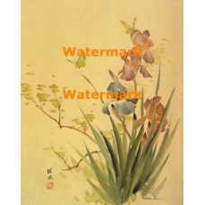 Irises  - XBCH331  -  PRINT