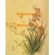 Irises  - XBCH331  -  PRINT