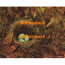 Nest  - XBDEC89  -  PRINT