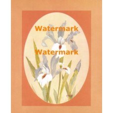 Irises  - XBFL1695  -  PRINT