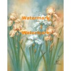Irises  - XBFL1911  -  PRINT