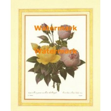 Rosa  - #XBFL2418  -  PRINT