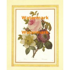 Rose  - #XBFL2420  -  PRINT