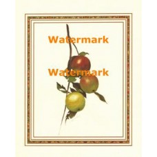 Apples on a Branch  - XBFR234  -  PRINT