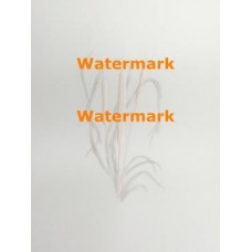 Cattails  - XRA1820  -  EMBOSSED PRINT
