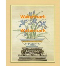 Ornamental Irises  - #XS8820  -  PRINT