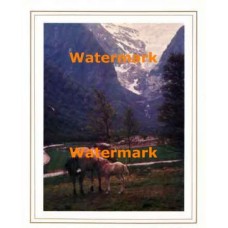 Horse & Foal  - XD9326  -  PRINT