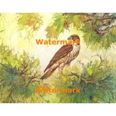 Hawk In Trees  - XD9499  -  PRINT