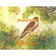 Hawk In Trees  - XD9499  -  PRINT