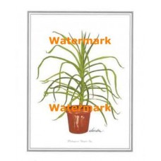 1.  Madagascar Dragon Tree  - #XKFL9328  -  PRINT