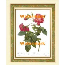 Rosa  - #XKFL9823  -  PRINT