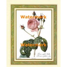 Rosa  - #XKFL9824  -  PRINT