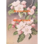 Apple Blossoms  - XD3570  -  PRINT