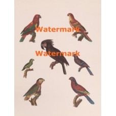 Tropical Birds  - XD7958  -  PRINT