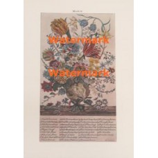 Flowers of the Month:  March  - XBFL102  -  PRINT
