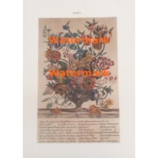 Flowers of the Month:  April  - XBFL103  -  PRINT