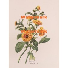 Calendula  - XKN1208  -  PRINT