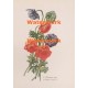 Anemone Double  - XKN1209  -  PRINT