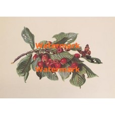 Cherries  - XKN7905  -  PRINT