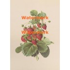 Strawberries  - XKN7906  -  PRINT