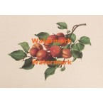 Peaches  - XKN7907  -  PRINT