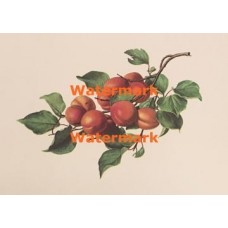 Peaches  - XKN7907  -  PRINT