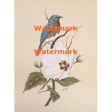Bluebird on Crimson Marsh Mallow  - XKN8084  -  PRINT