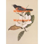 Oriole on Magnolia  - XKN8087  -  PRINT