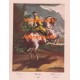 Palotaden  - XBSP285  -  PRINT